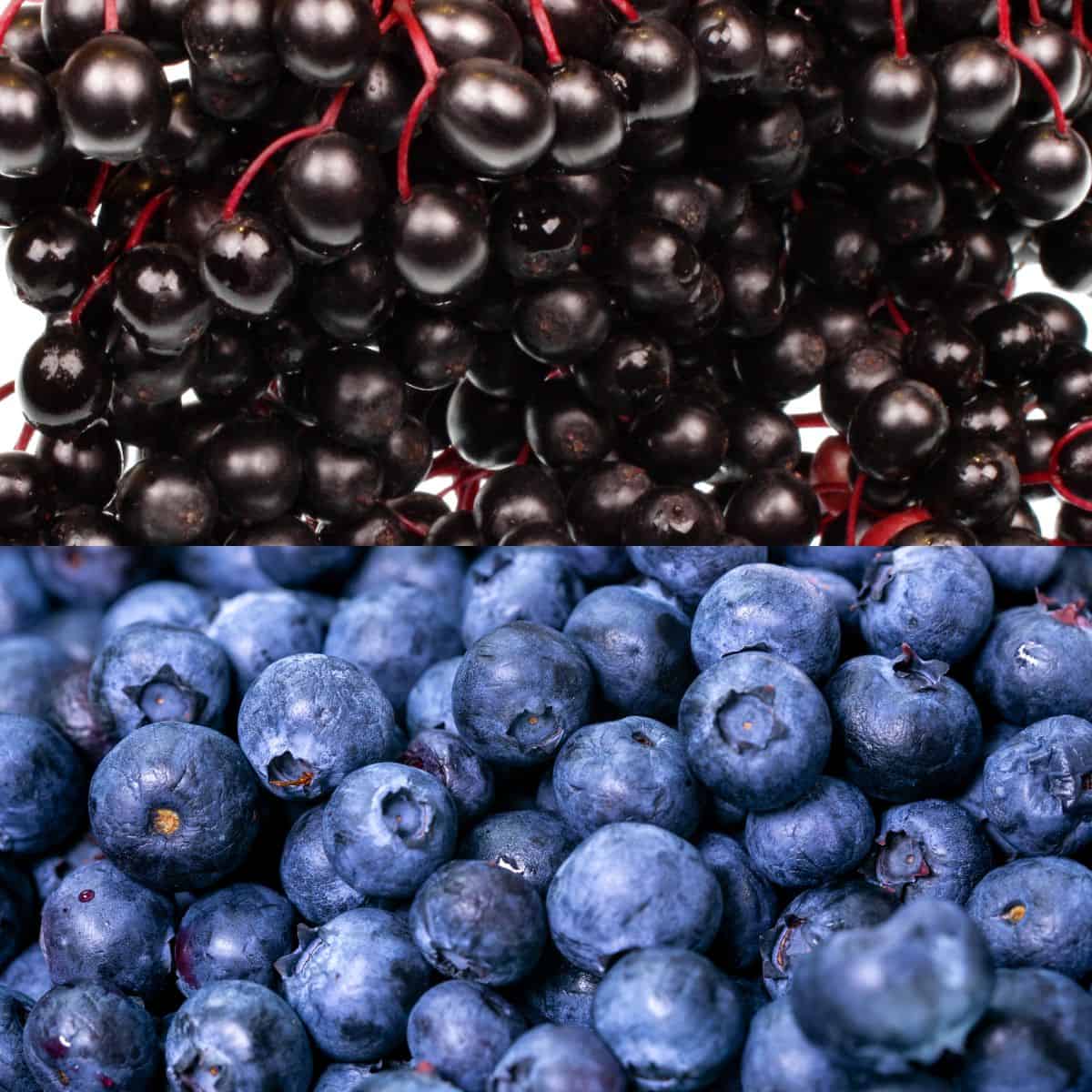 Two photos one spliced on top of the other. on top is a close up of dark purple elderberries and the bottom Is a bunch of blueberries.