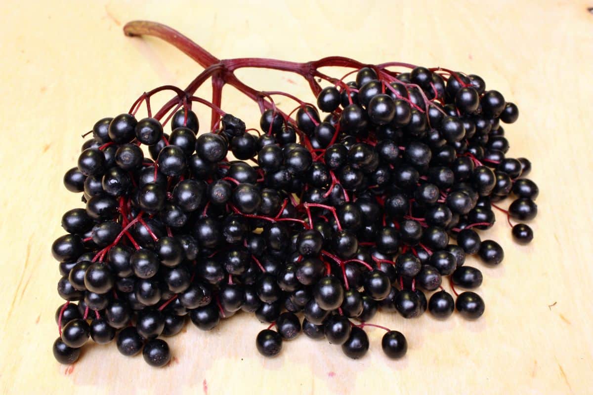 A bunch of tiny black elderberries with red stems just picked.