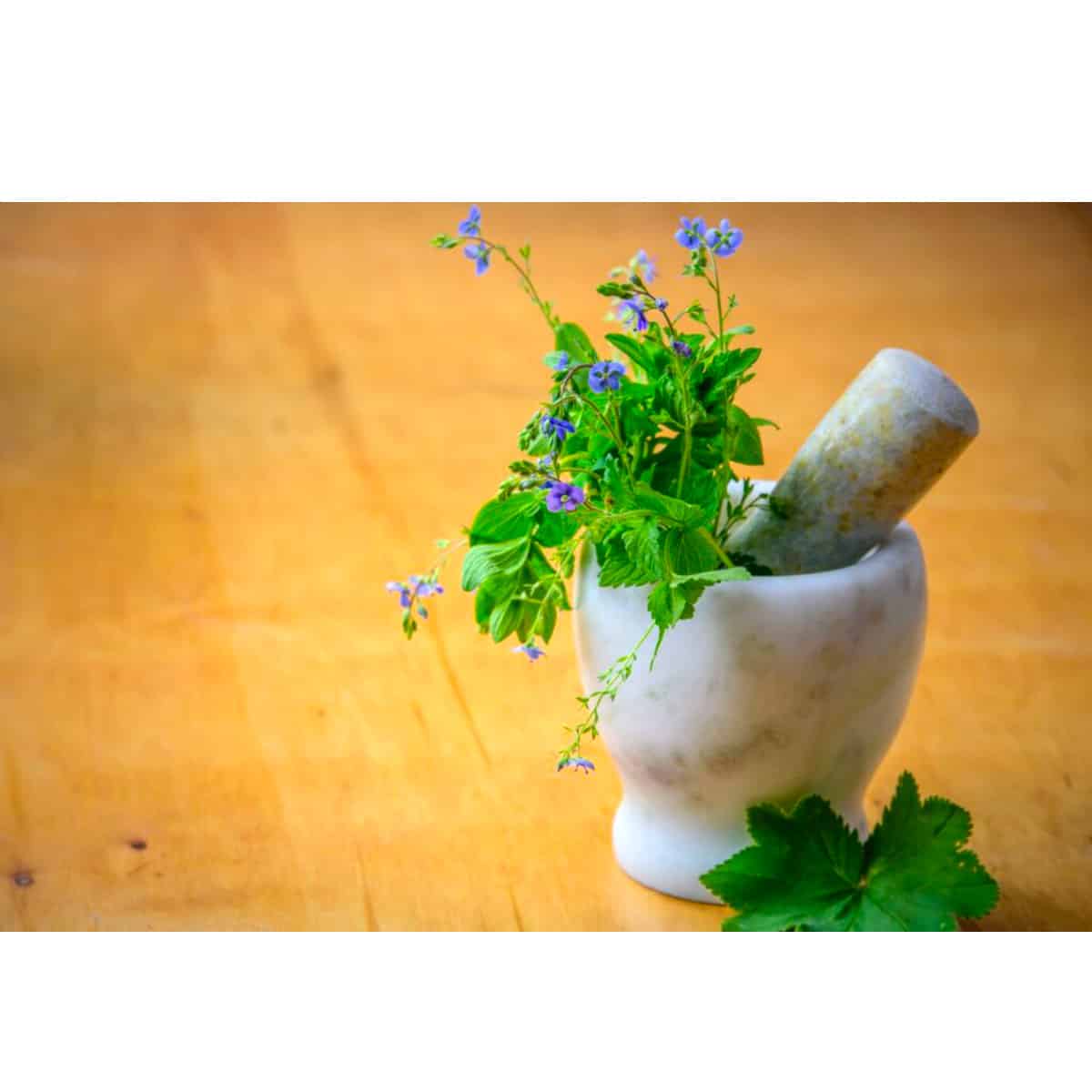 olive leaf herbal preparation in a decorative form