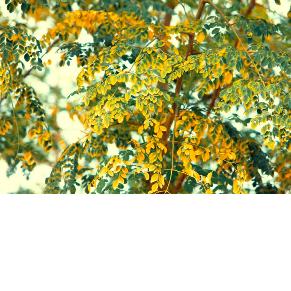 a picture of a moringa leaf tree