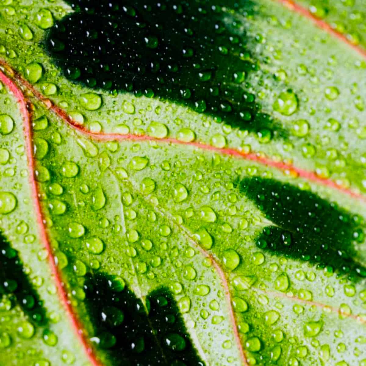 olive leaf up close with water beads