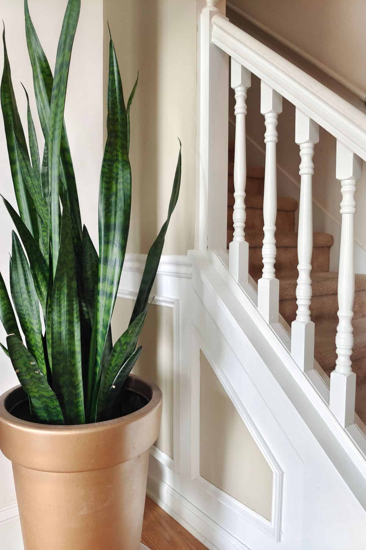 A white staircase with a large tan pot with a snake plant inside of it freshening the air of the home.