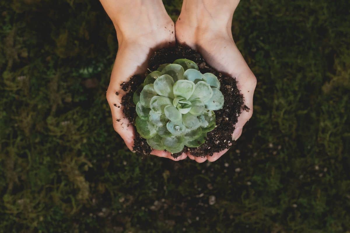 A grassy background that is blurred with a womans hands holding a scoop of soil with a succulent in it.
