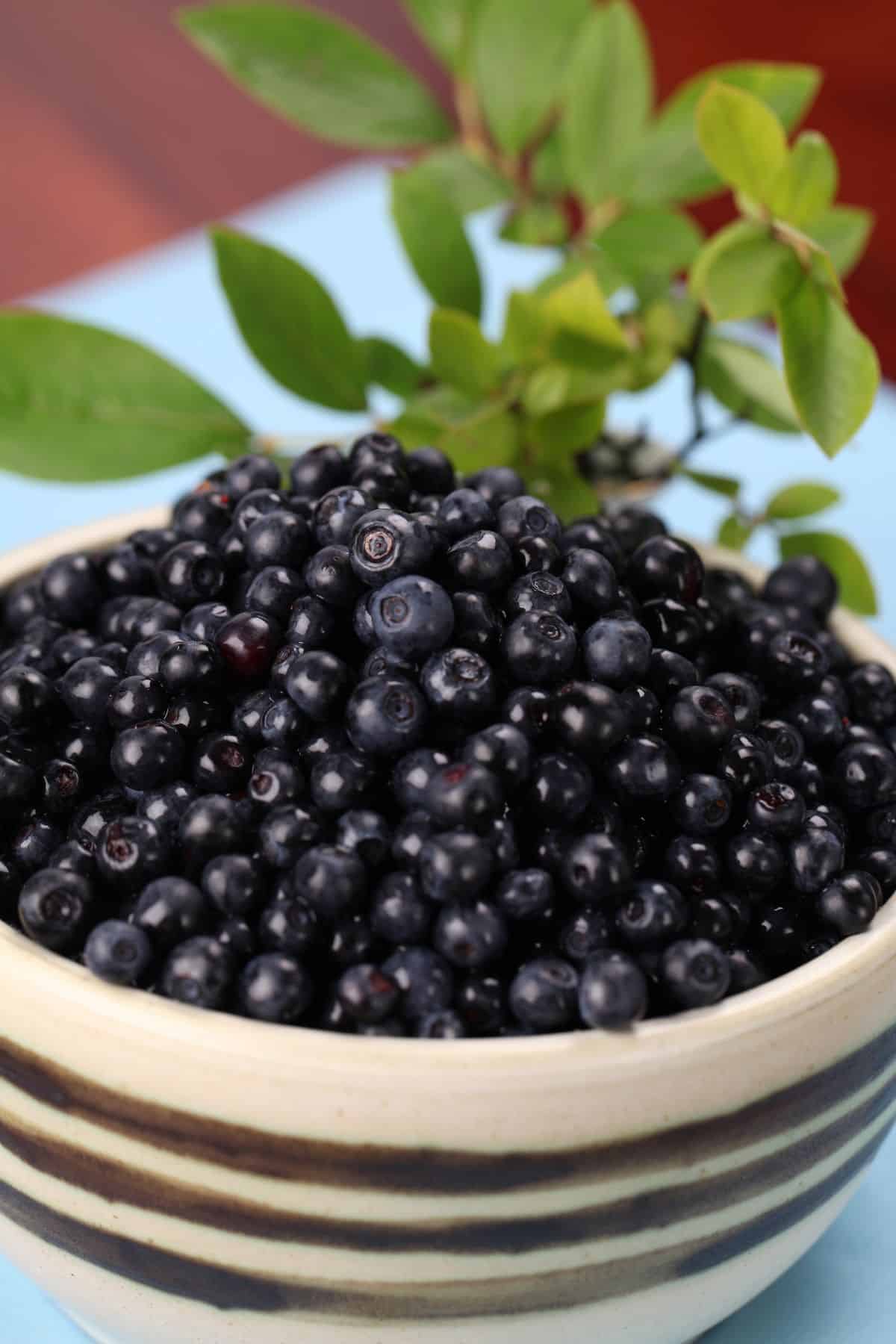 A white ceramic bowl of dark-colored wild blueberries that are slightly smaller than normal blueberries.