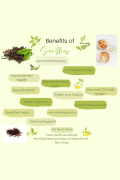light green background infographic with staggering and various colors of darker green in bubbles that reads at the top: Benefits of Sea Moss and each bubble reads: Anti-inflammatory, Increased Energy, Improved Skin Health, Regulates Blood Sugar, Improved Thyroid Health, Sexual health, weight loss support, clear excess mucous, helps digestion, hormone regulation, healthier heart, immune support, + so much more! Beneath the bubbles reads more benefits@ MindfullyHealthyLiving,com/Benefits-of-Sea-Moss