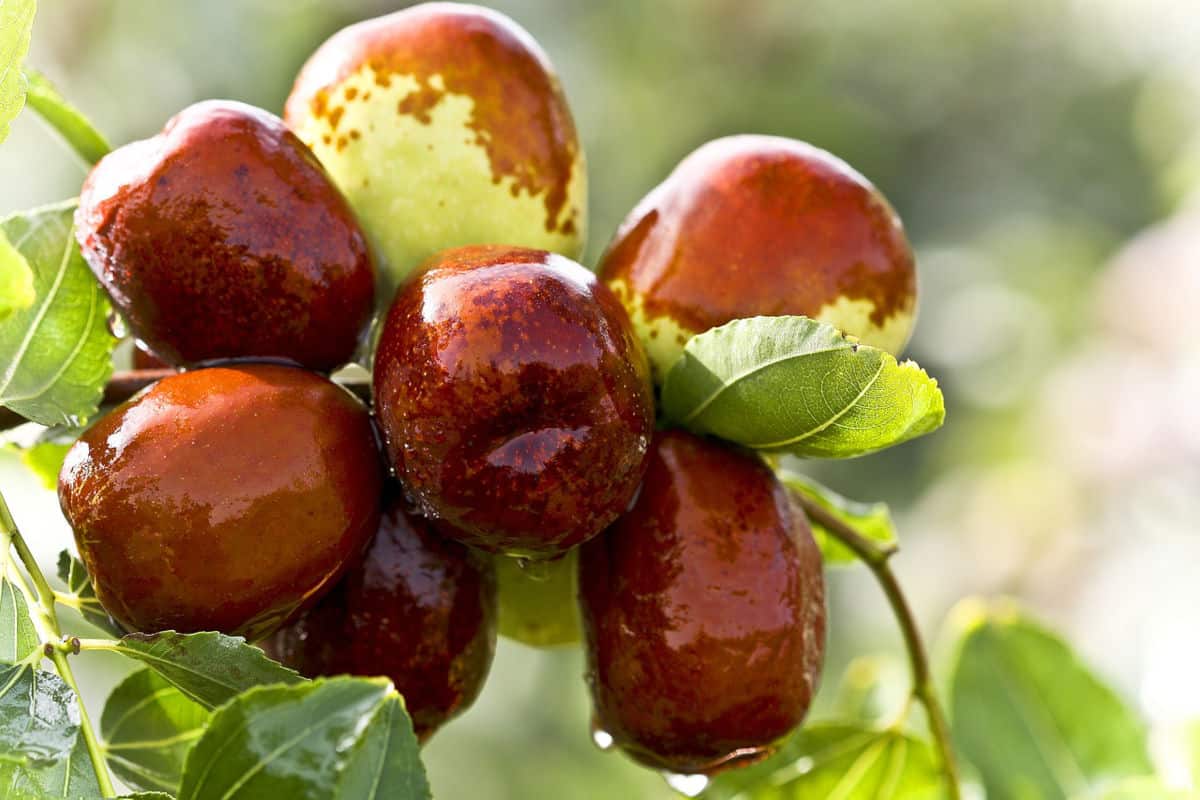 a close up picture of ripe and almost ripe red dates bushel on a tree with bright green leaves around it and juices dripping off of it and the sun shining on them