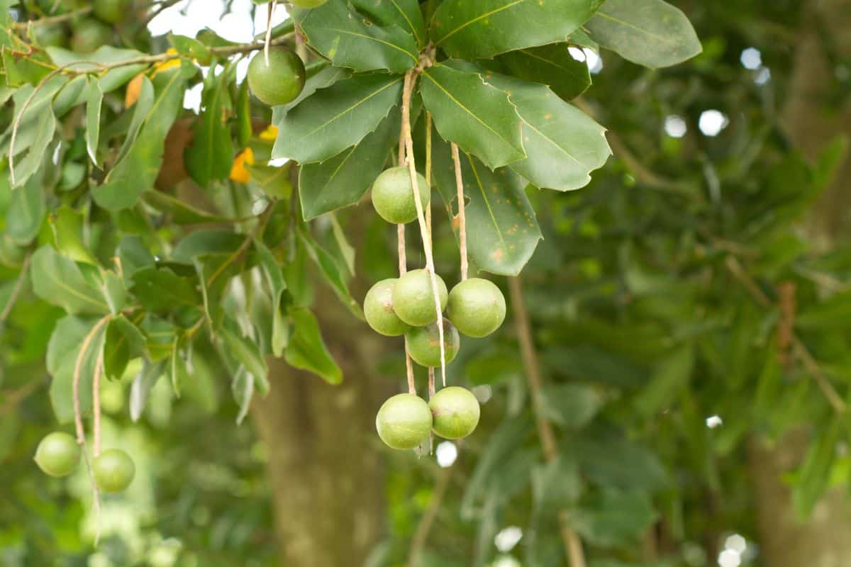 a green treet with blunted leaves and a cluster of round green unripened macadamia fruit hanging from a branch