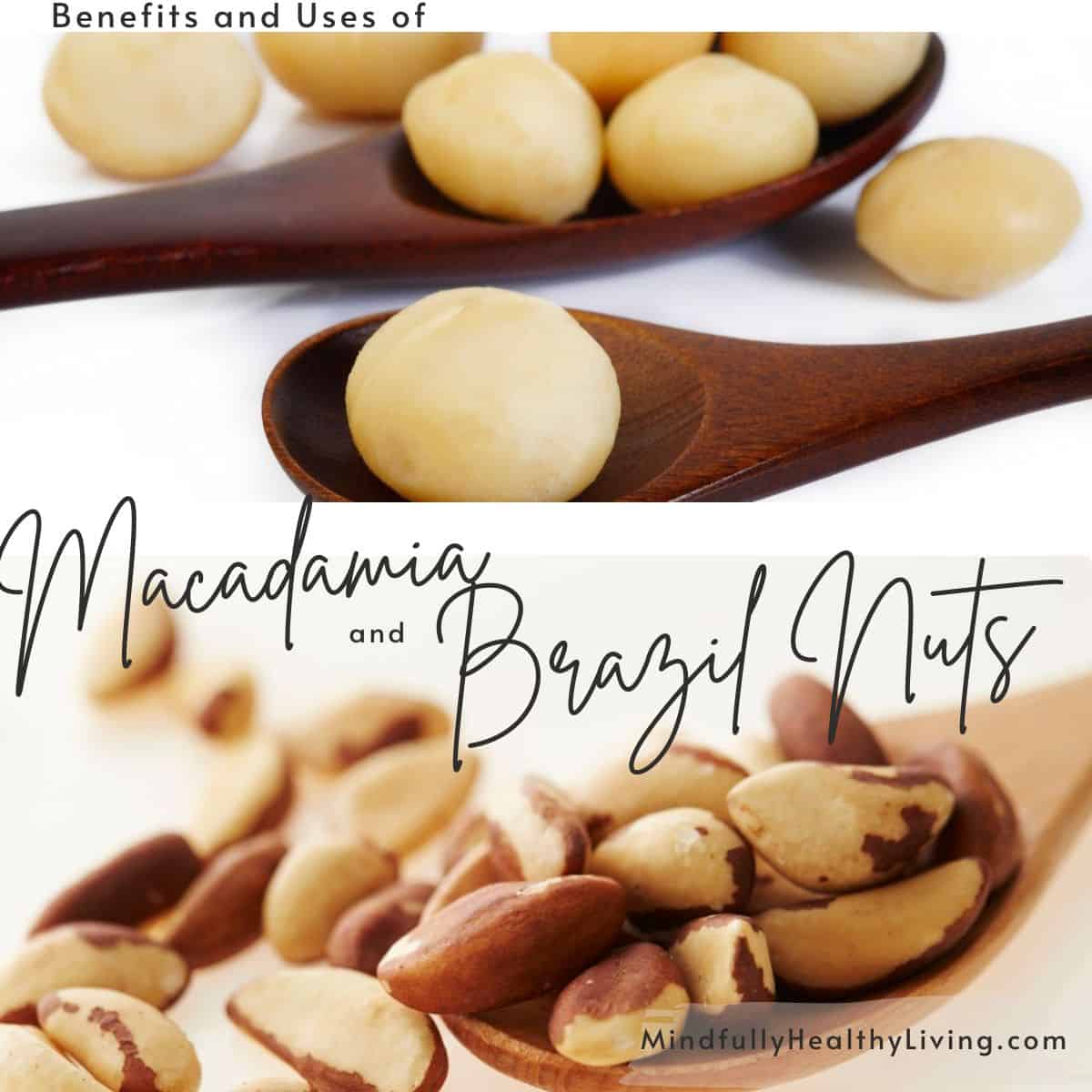 a close-up of two spoons, one with ivory macadamia nuts at the top and one at the bottom has brazil nuts with dark skins peeling off of it and a print at the top that says Benefits and uses with cursive print saying Macadamia a type print saying and and a cursive print saying Brazil Nuts at the bottom right says mindfullyhealthyliving.com in print