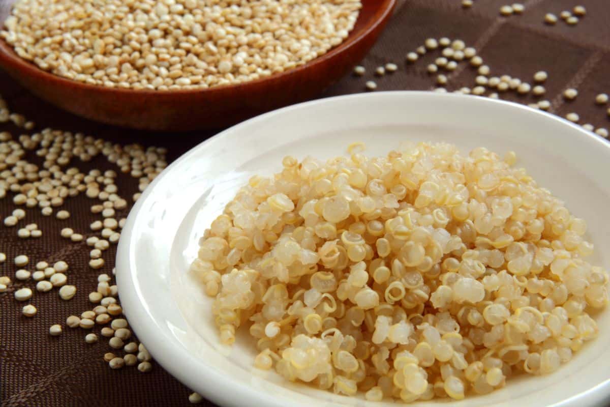 A photo depicting the difference between sprouted quinoa vs regular quinoa. The front is a plate with white sprouted and cooked quinoa. Behind it is a plate of dry quinoa. Both are on top of a brown tablecloth with dry quinoa spilled around the plates.