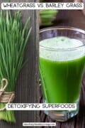 A pinterest optimized image of Two photos side by side of a bundle of fresh barley grass tied with a string next to a photo of bright green cold-pressed wheatgrass juice. Text overlay with black font and white background says Wheatgrass vs Barley Grass Detoxifying Superfoods Mindfullyhealthyliving.com