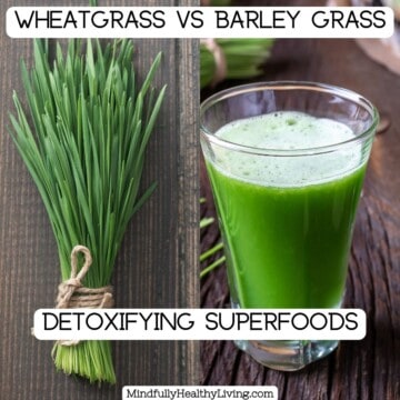 Two photos side by side of a bundle of fresh barley grass tied with a string next to a photo of bright green cold-pressed wheatgrass juice. Text overlay with black font and white background says Wheatgrass vs Barley Grass Detoxifying Superfoods Mindfullyhealthyliving.com
