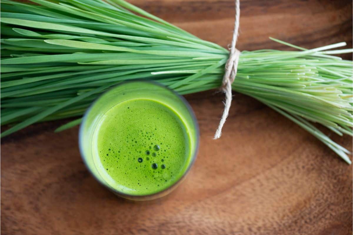 A bright green bundle of freshly cut wheatgrass blades lay next to a bright green freshly juiced cup of wheatgrass juice from a top view.