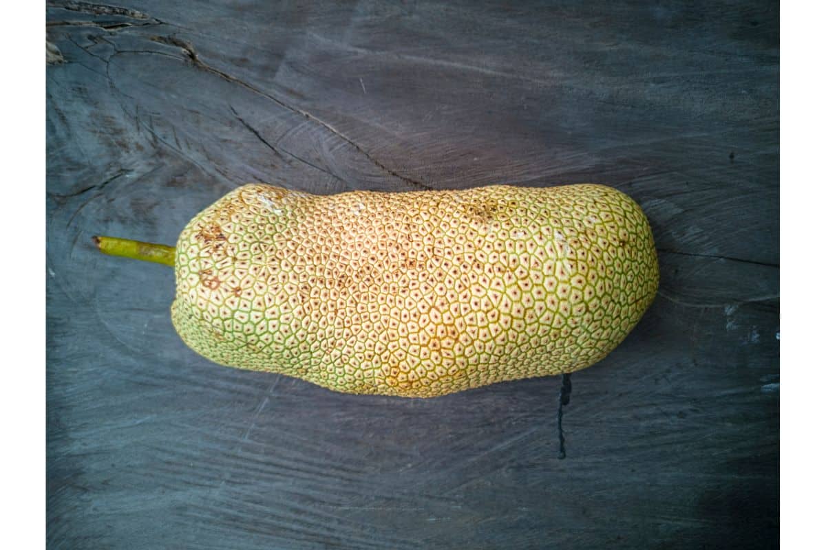 A yellowish green whole cempedak fruit that is oblong and odd shaped.