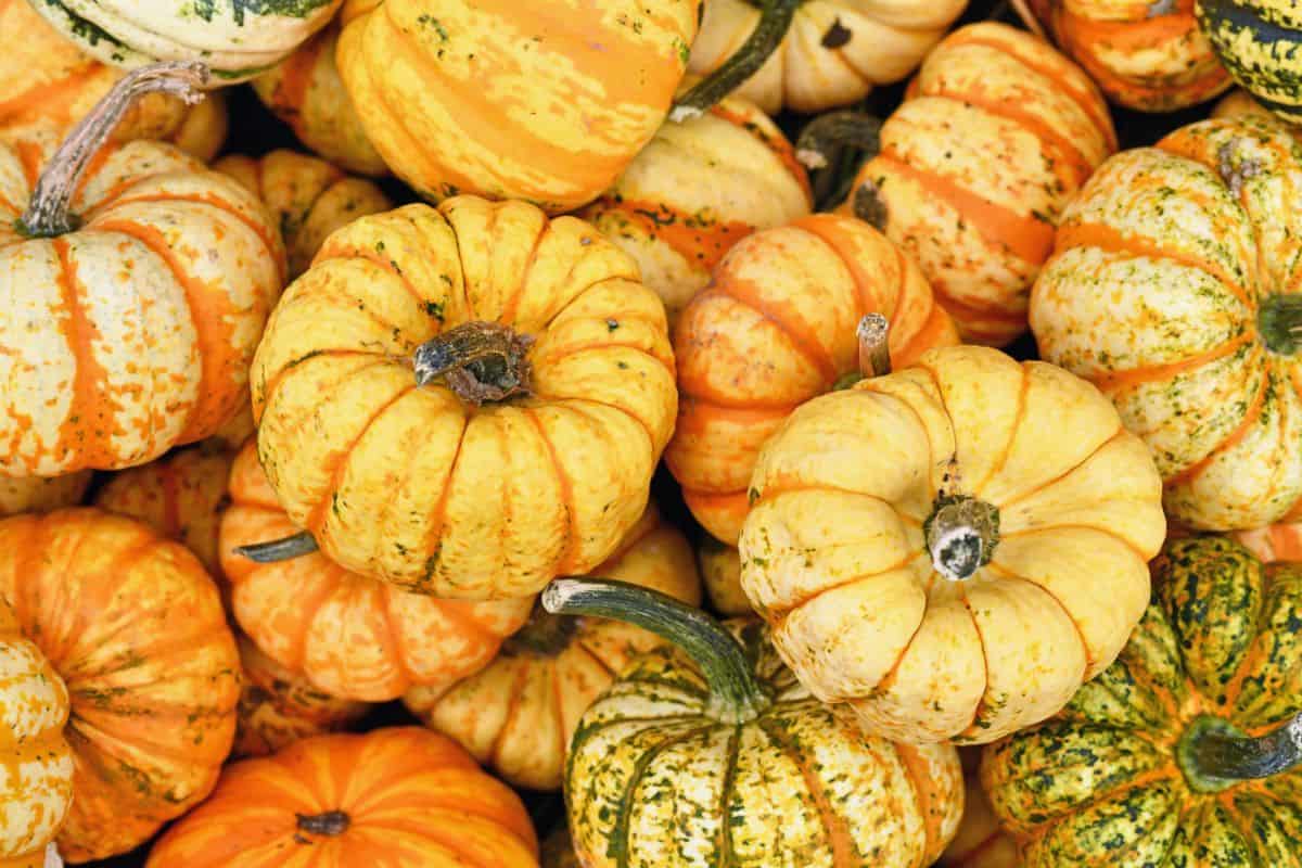 Carnival squash are small stout pumpkins with a light color and stripes or speckles that are darker.