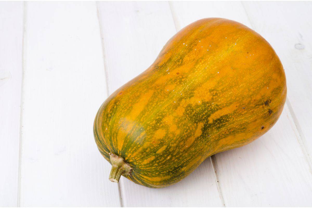 Honey nut squash is an oblong hourglass figured gourd with yellow and green speckles.