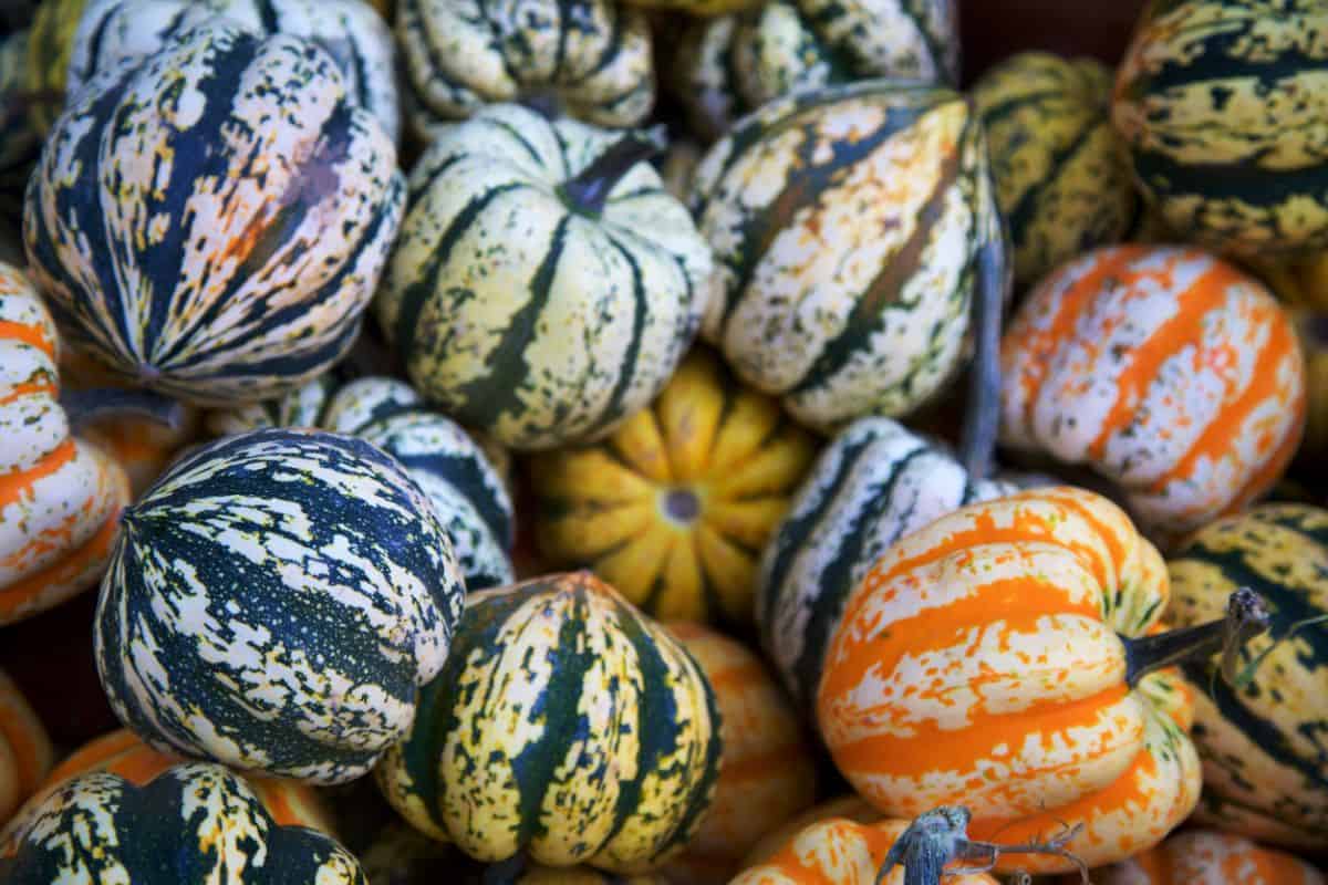 A variety of dark green, orange, and yellow sweet dumpling squash with speckled white stripes in a pile.
