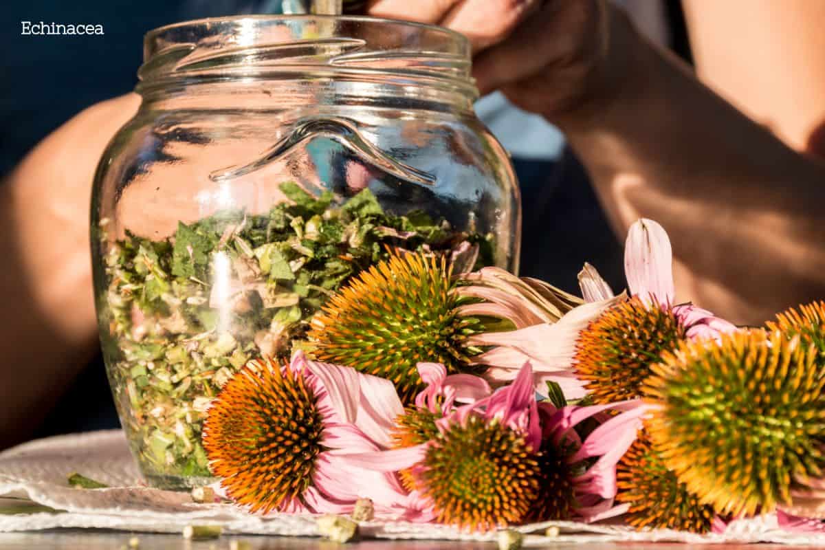 A photo of echinacea flowers stacked up being made into an herbal remedy or tea being placed in a clear jar by a woman's hands