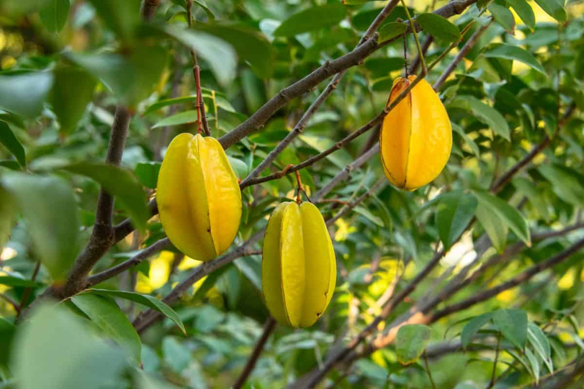 A branch of a tree with green long pointed leaves and yellow starfruit hanging from the branches.