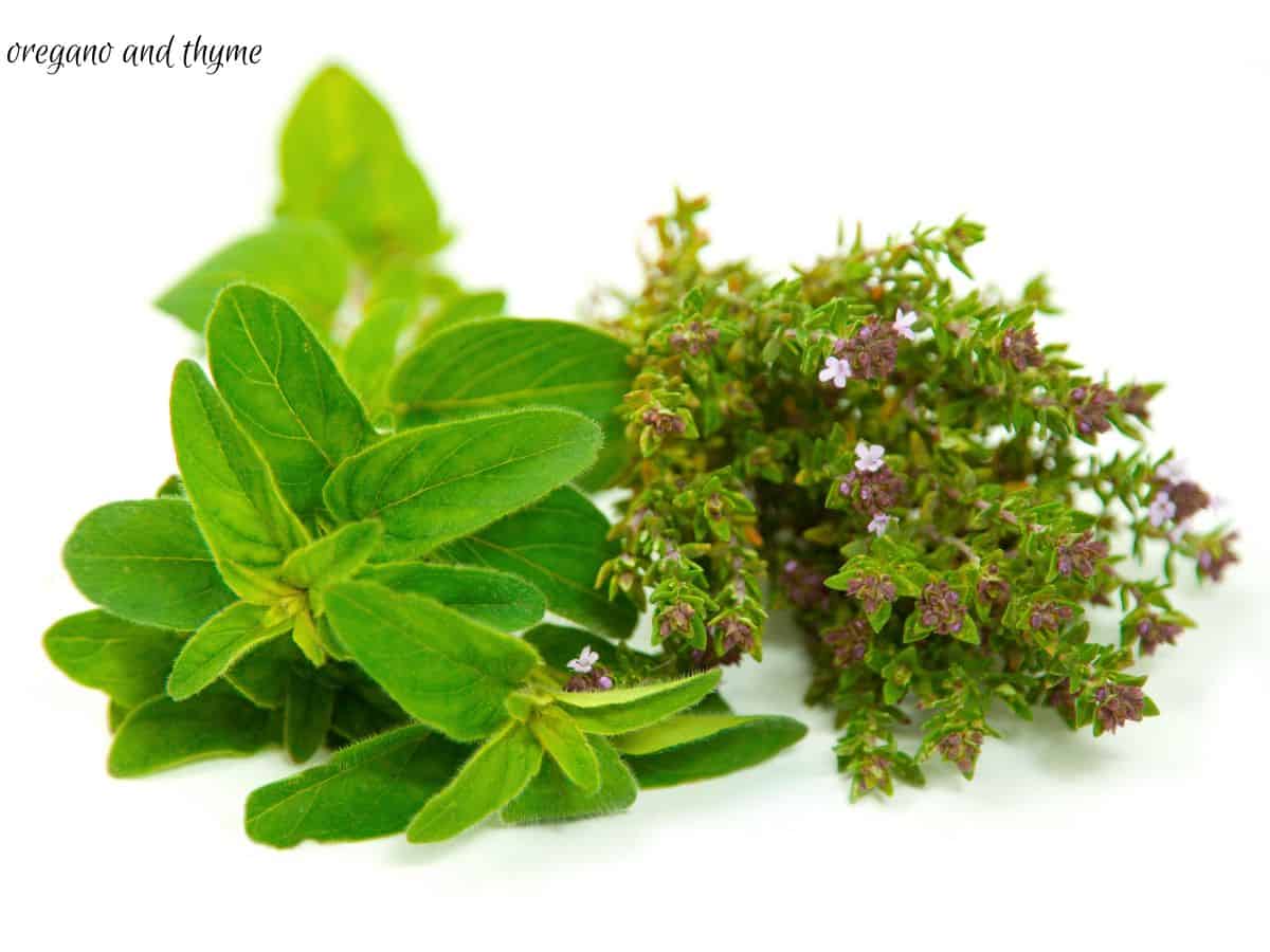 Fresh green oregano and fresh thyme with tiny purple flowers on it.