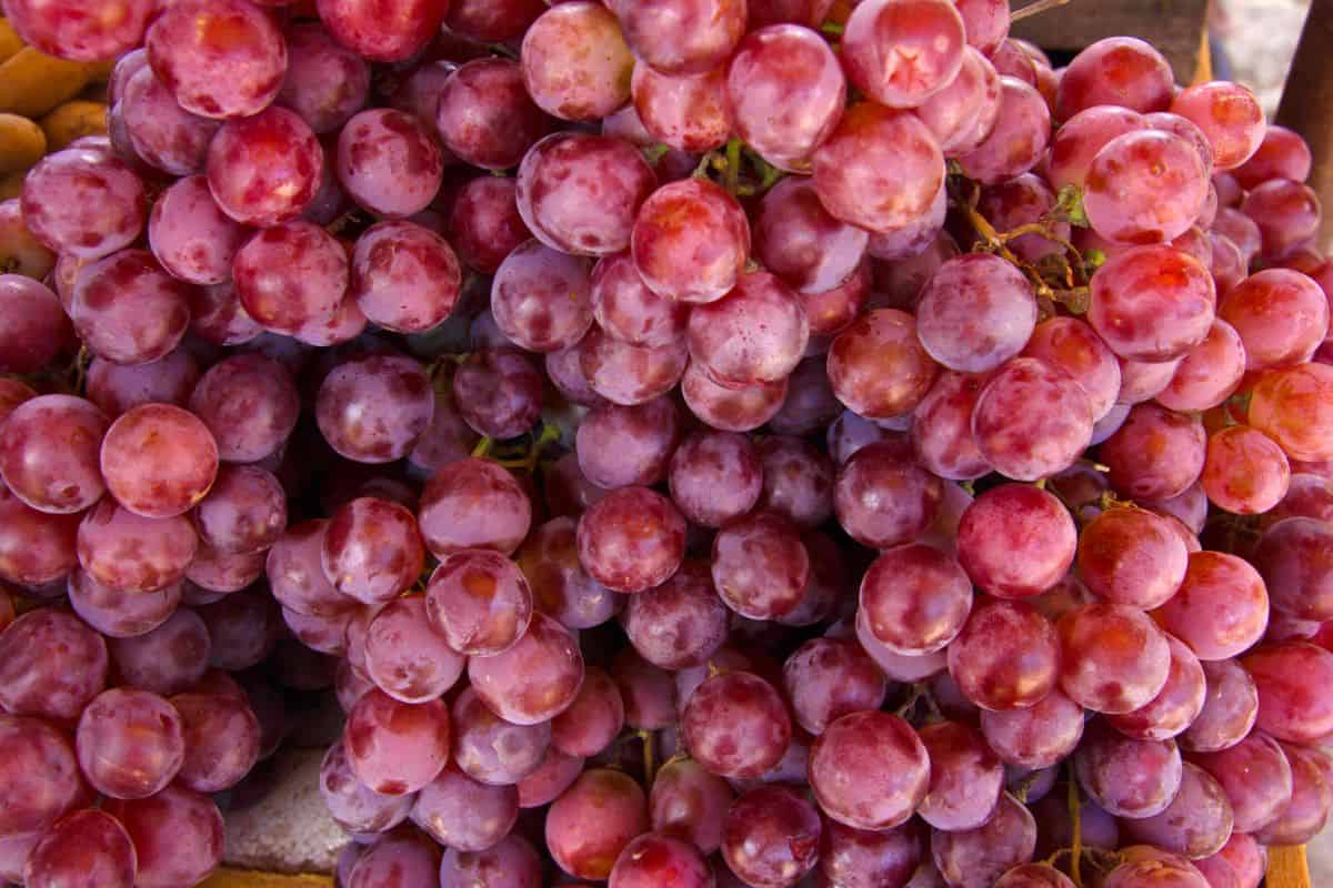 Several bunches of red grapes up close.