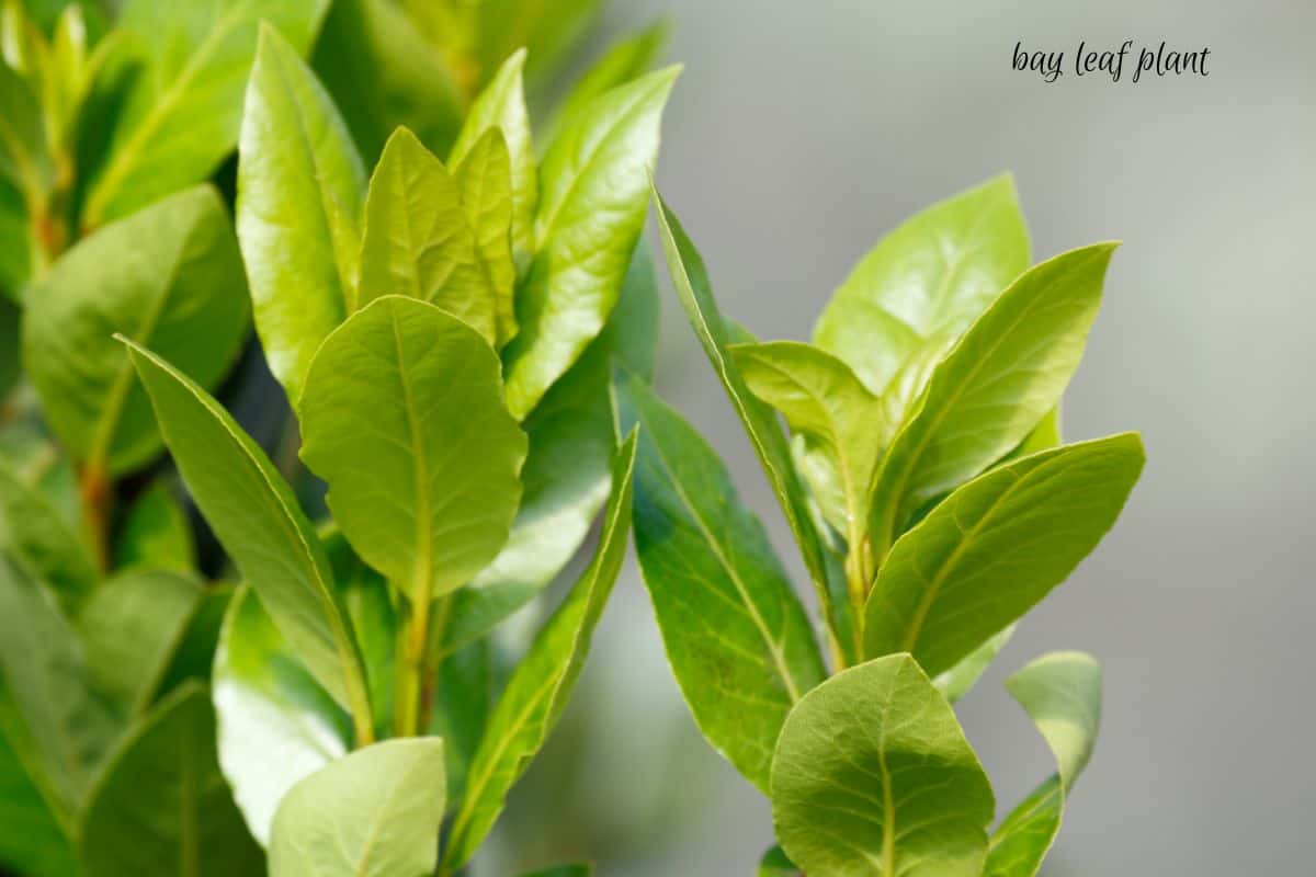 a photo of a young bay leaf plant.