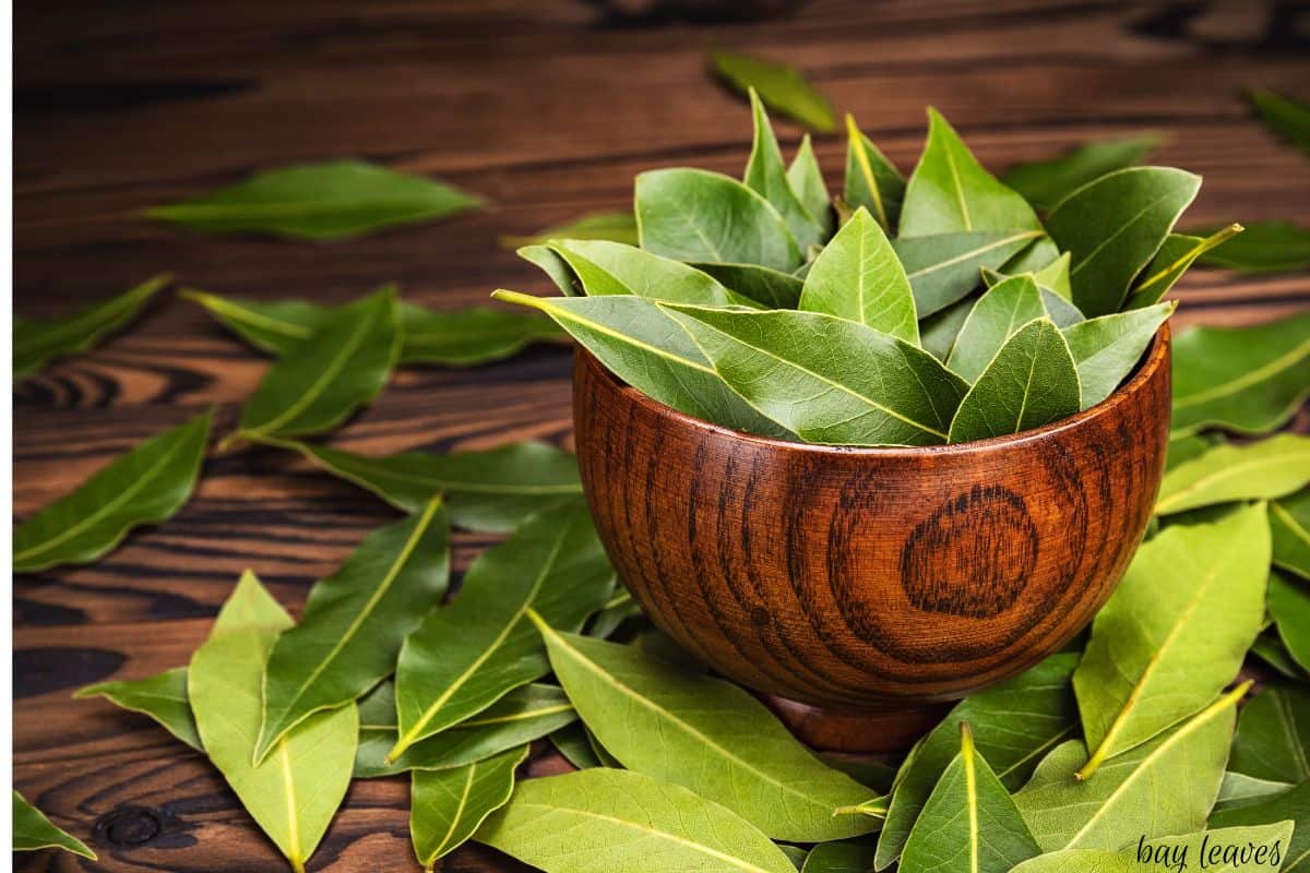 Shiny fresh bay leaves overflowing from a beautiful wooden bowl.