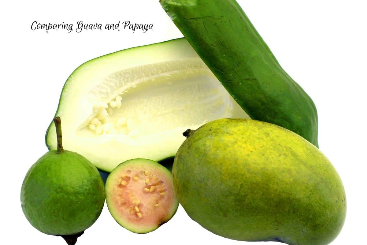 A large unripe papaya cut open with light yellow flesh next to a nearly unripe guava cut open with light pink flesh and seeds. a whole green guava and a whole green papaya are in front. Text at the top says "comparing guava and papaya"