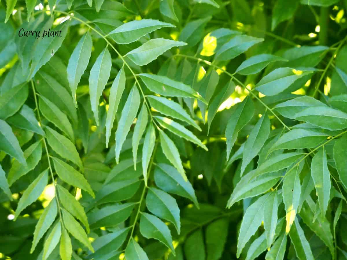 A close-up of a curry plant with long green leaves on thin green branches.