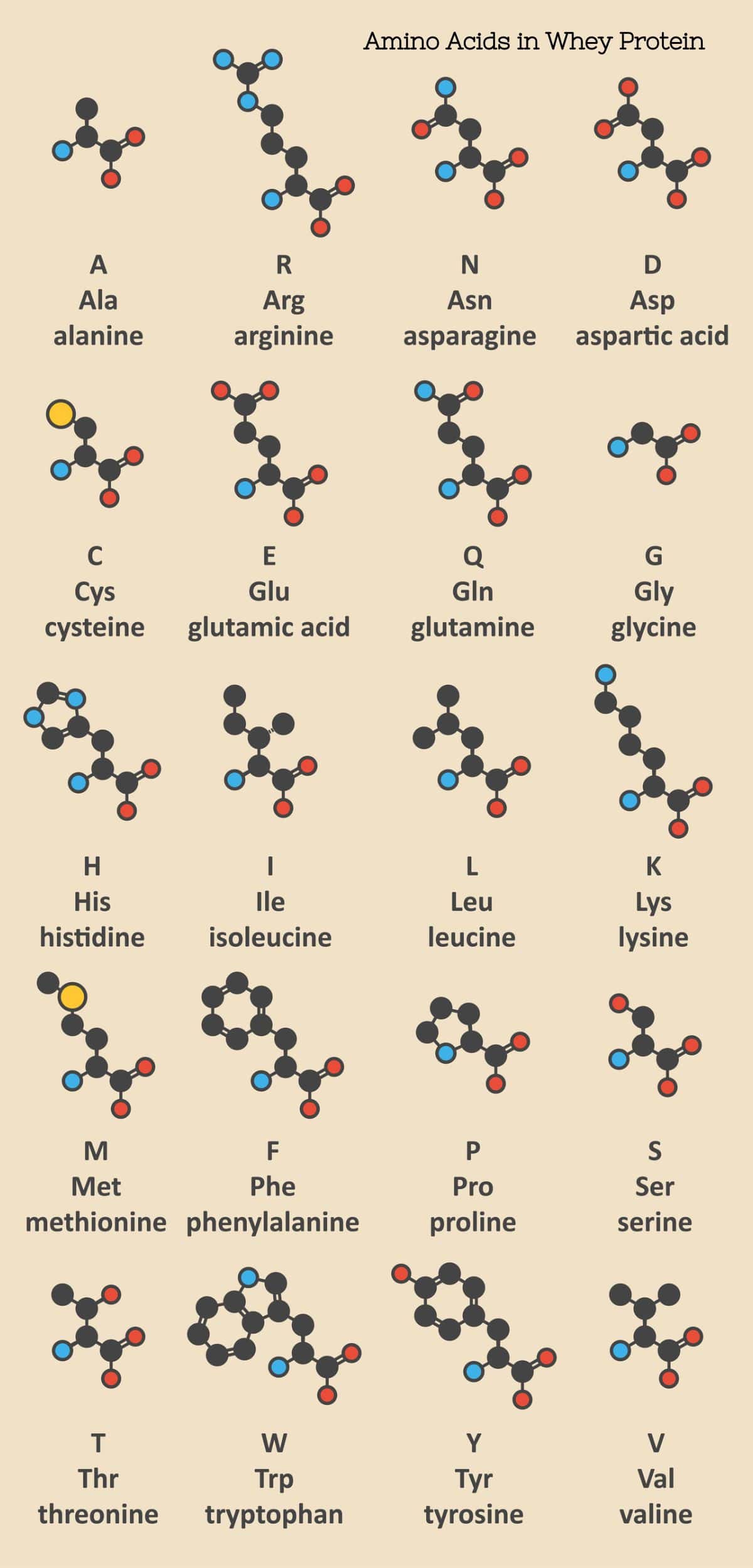 Illustration of various amino acids molecular structures with their names and single-letter codes, representing the amino acid profile found in whey protein.