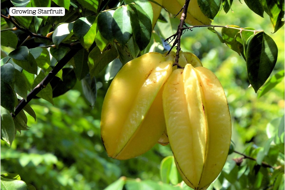 A branch of a tree with green long pointed leaves and yellow starfruit hanging from the branches.