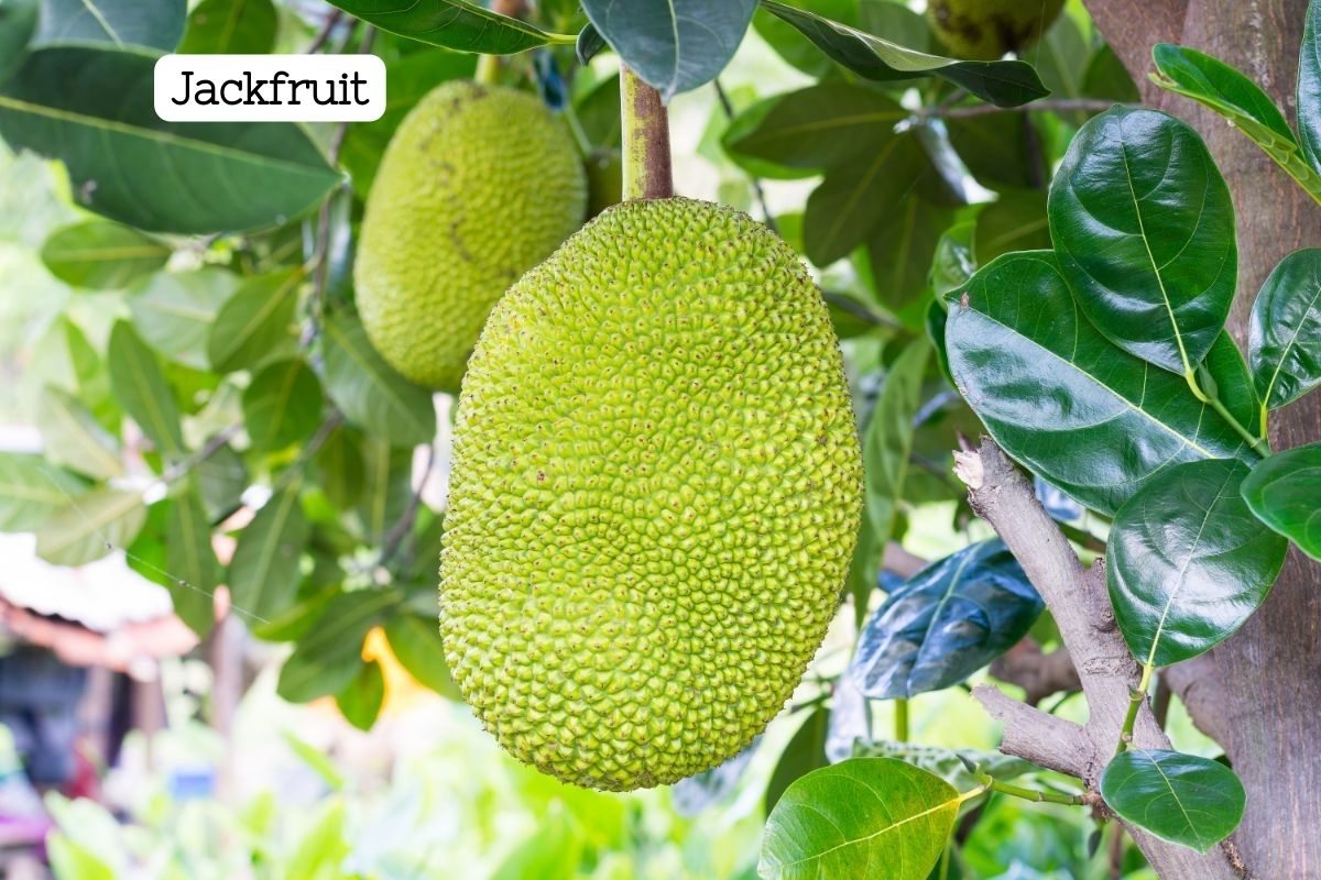 A lime green spiky textured jackfruit growing on a tree surrounded by shiny green leaves.