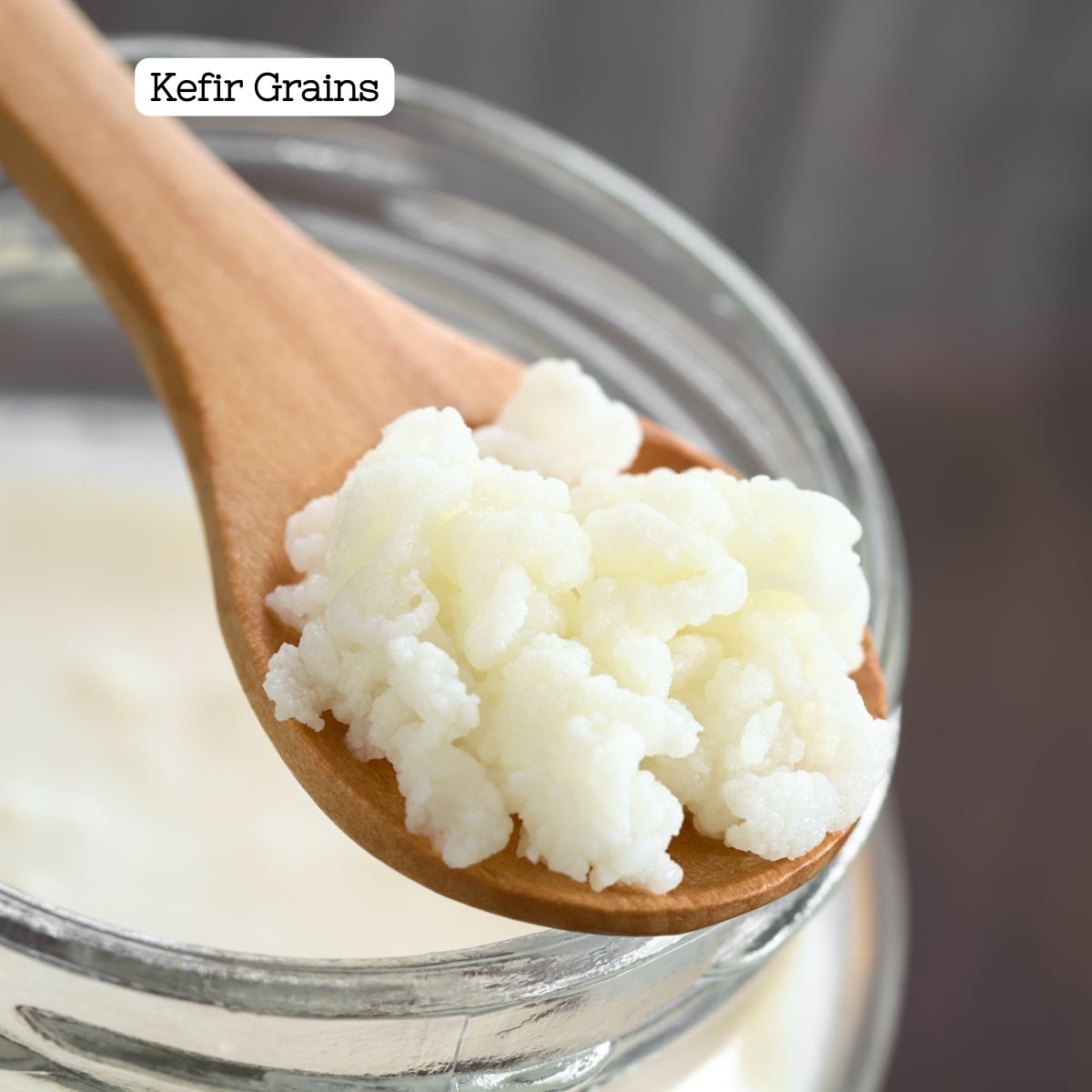 Kefir grains on a wooden spoon before being added to milk to ferment.