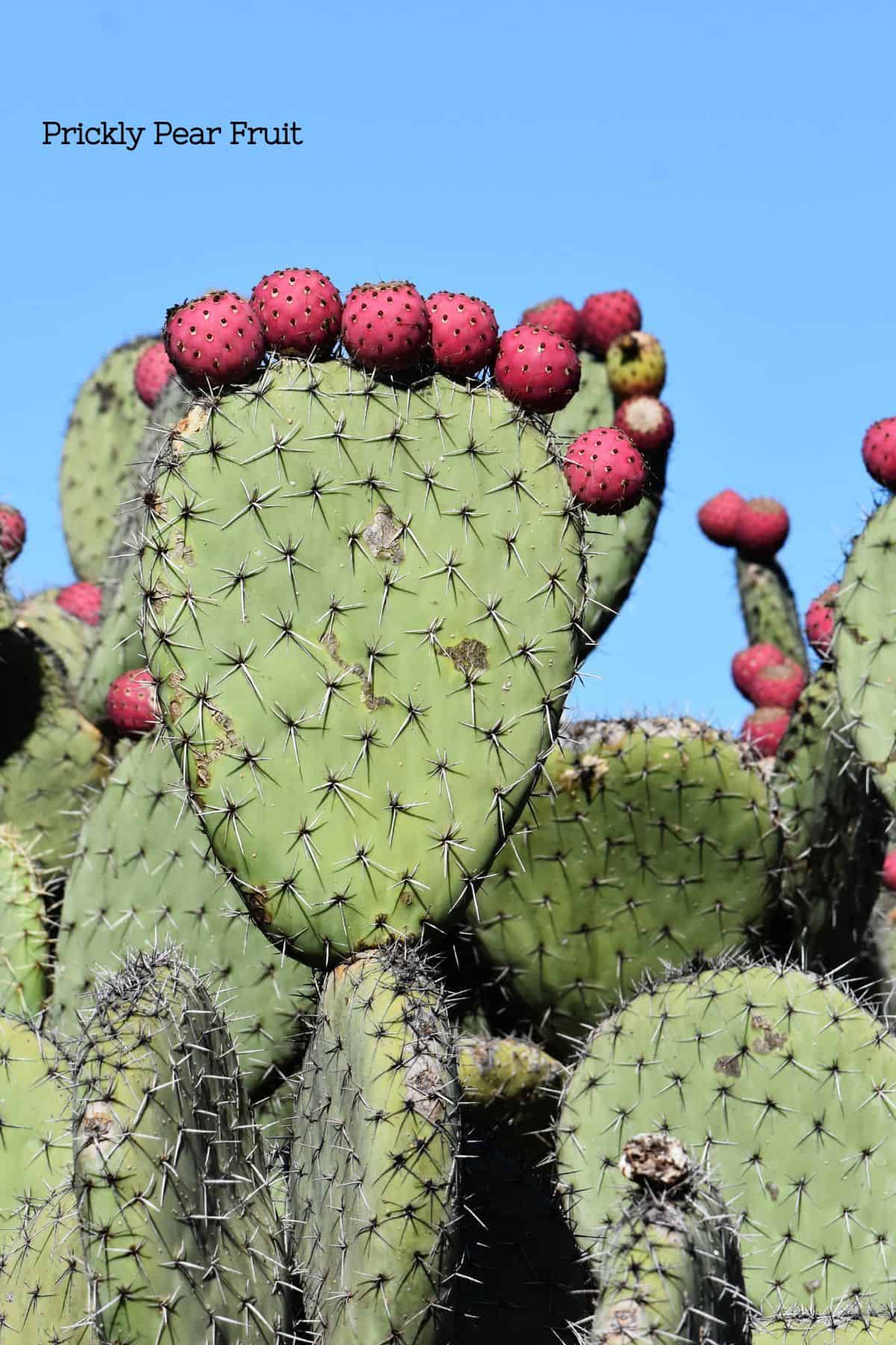 Prickly pear cactus with several pads (nopales) with red oval fruits on the tips of a few of the pads representing the fruit of the cactus.