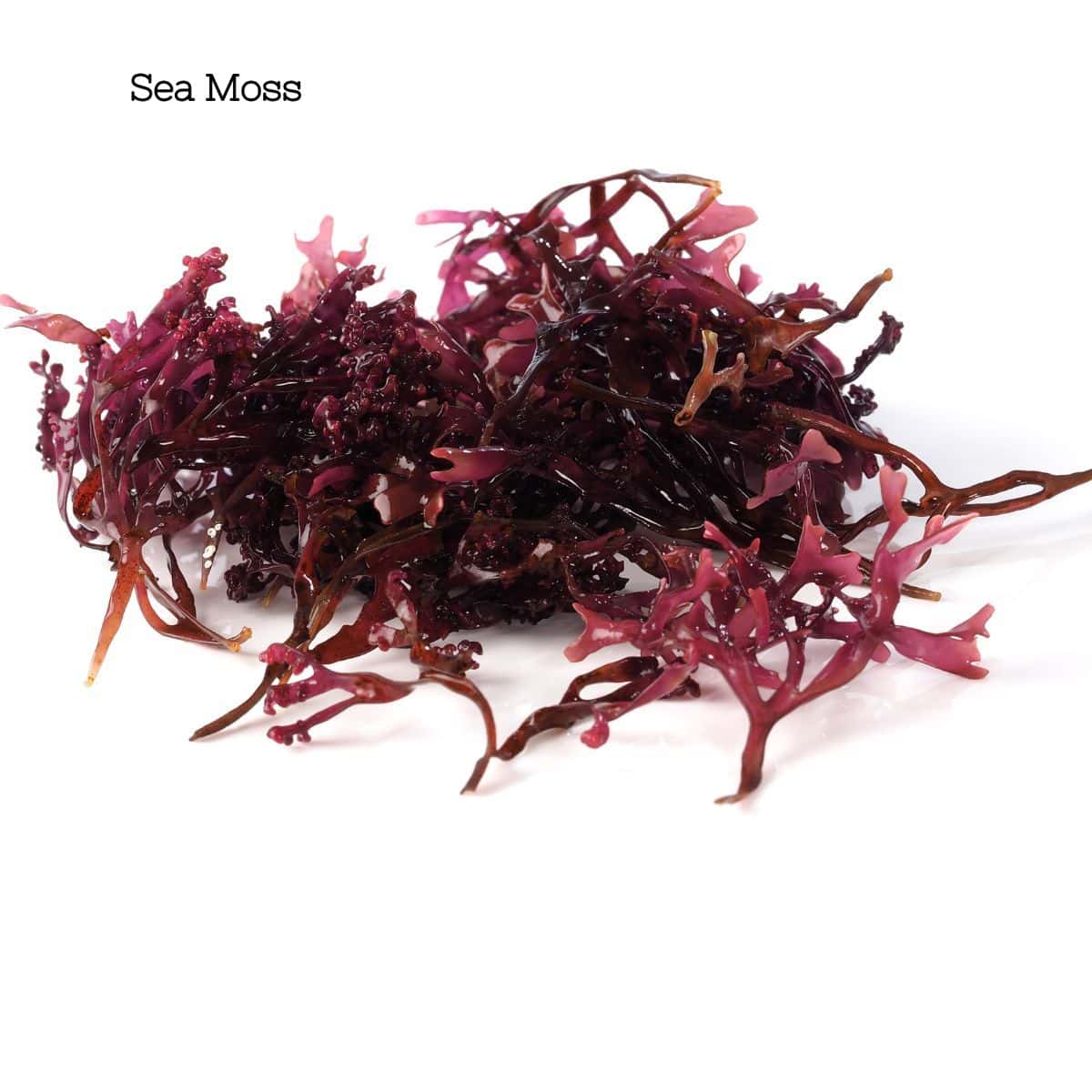 Purple sea moss.