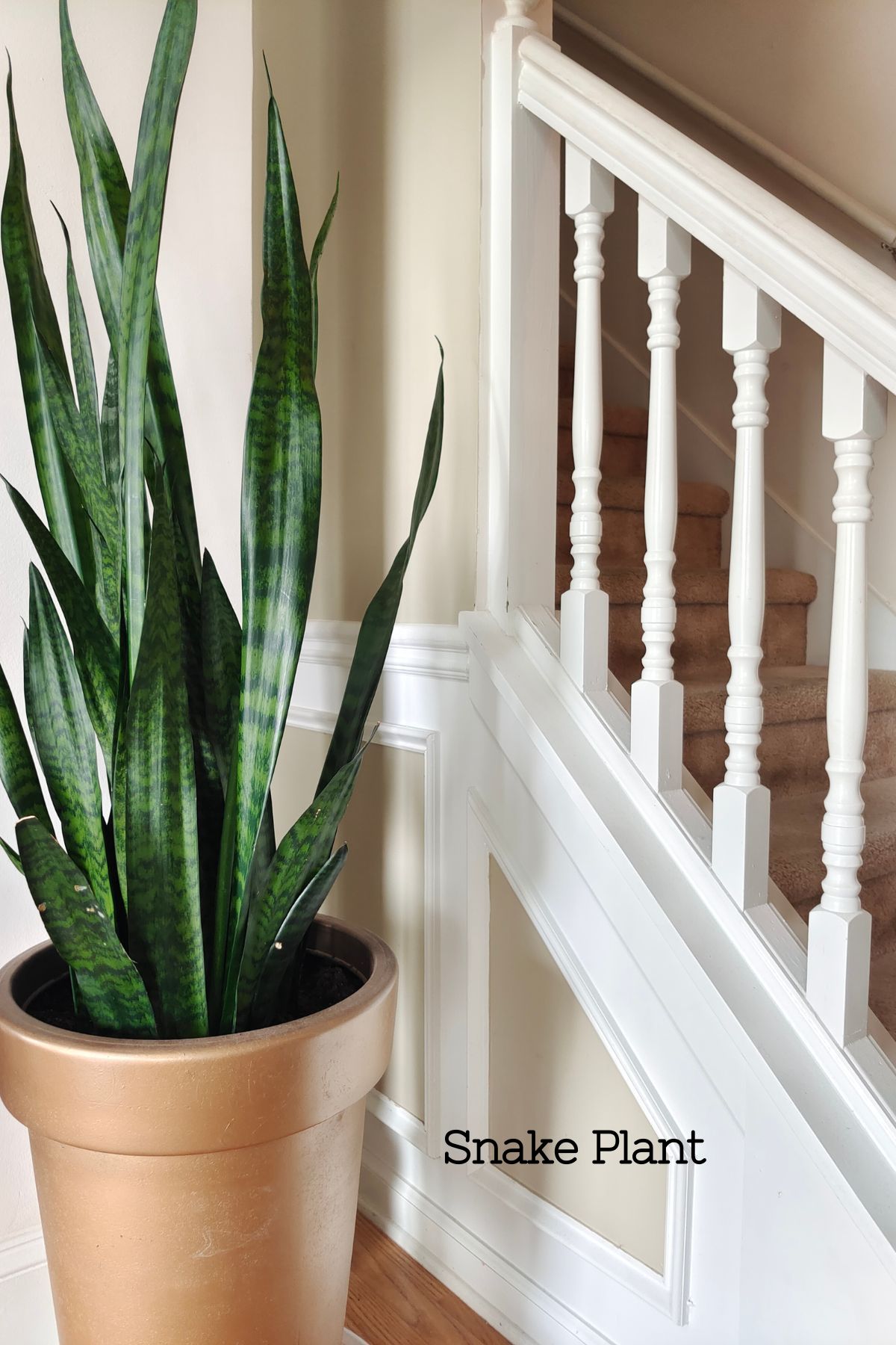 A white staircase with a large tan pot with a snake plant inside of it freshening the air of the home.