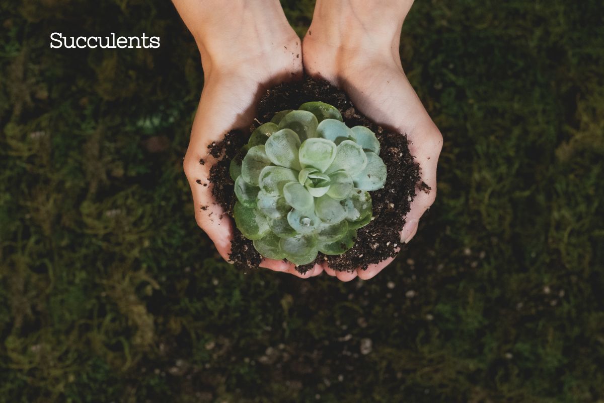 A grassy background that is blurred with a womans hands holding a scoop of soil with a succulent in it.
