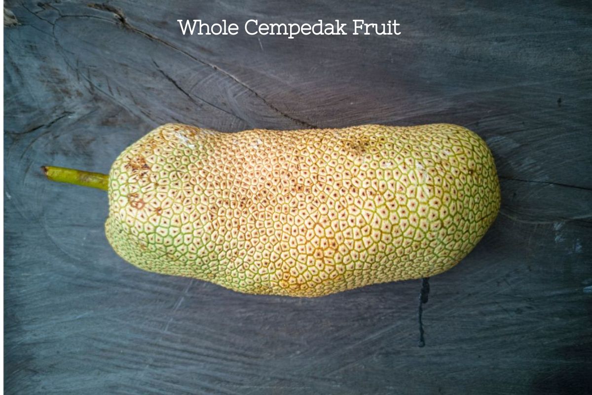 A yellowish green whole cempedak fruit that is oblong and odd shaped.